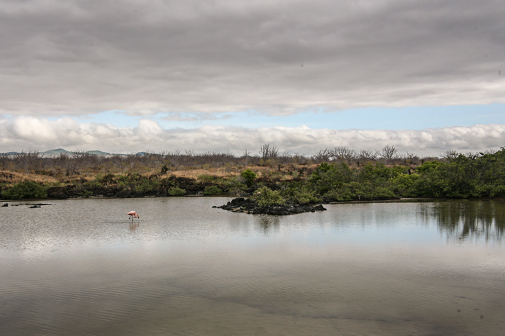 flamingo pond