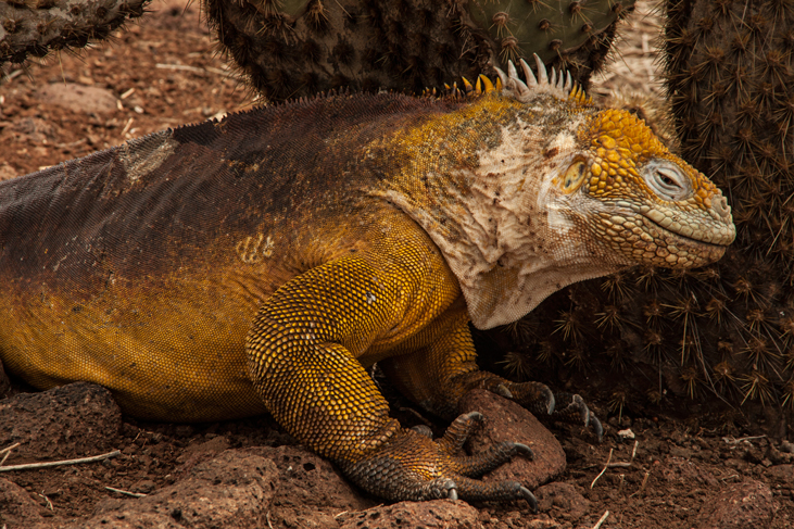 iguana